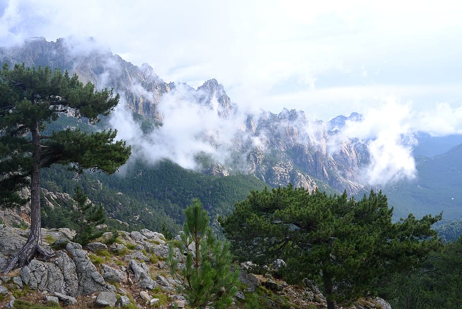 corsica, france, mountain, cloudy, pine, beauty in nature, scenics - nature