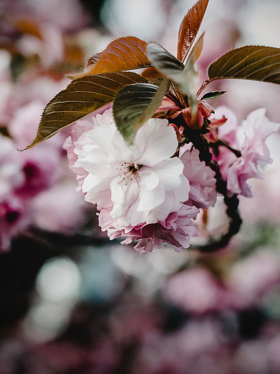pink petaled flower, flowering plant, fragility, vulnerability HD wallpaper