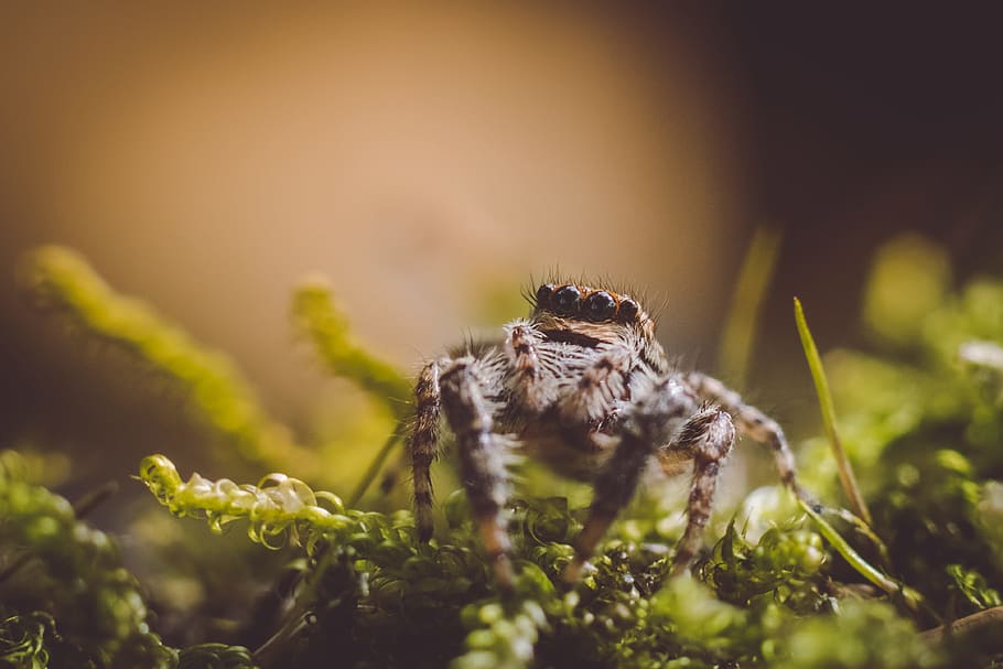 closeup photography of brown jumping spider, plant, leaf, leaves