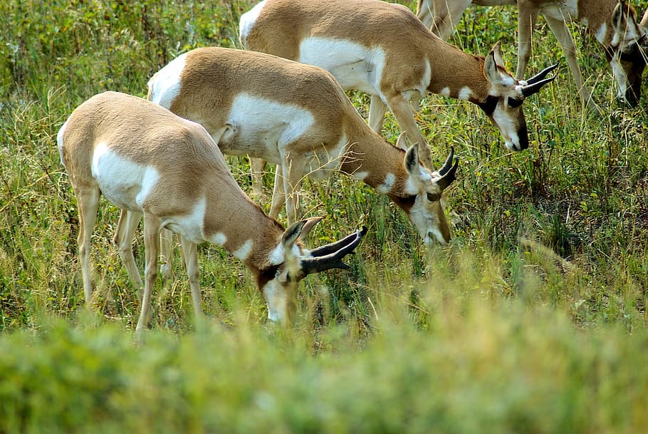 south dakota antelope, pronghorn, grass, wildlife, animal, prairie, HD wallpaper