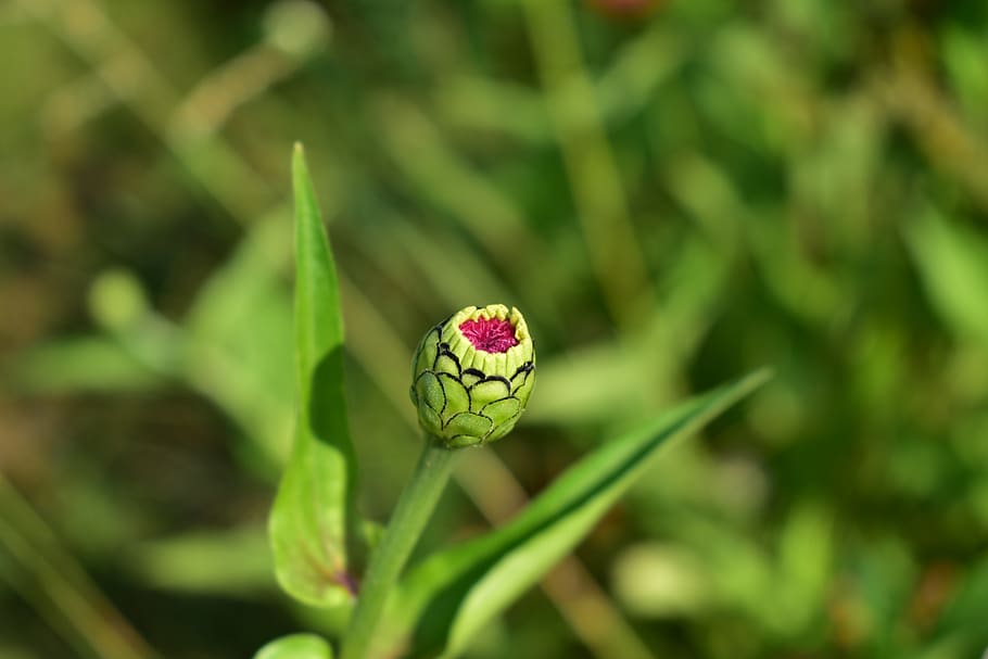 flower buds, bloom, plant, green color, close-up, growth, focus on foreground HD wallpaper