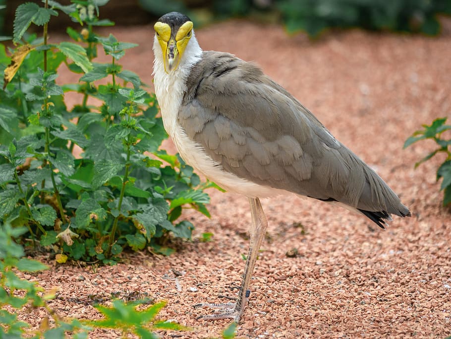 bird, lapwing, mask lapwing, eastern, animal, animal wildlife HD wallpaper