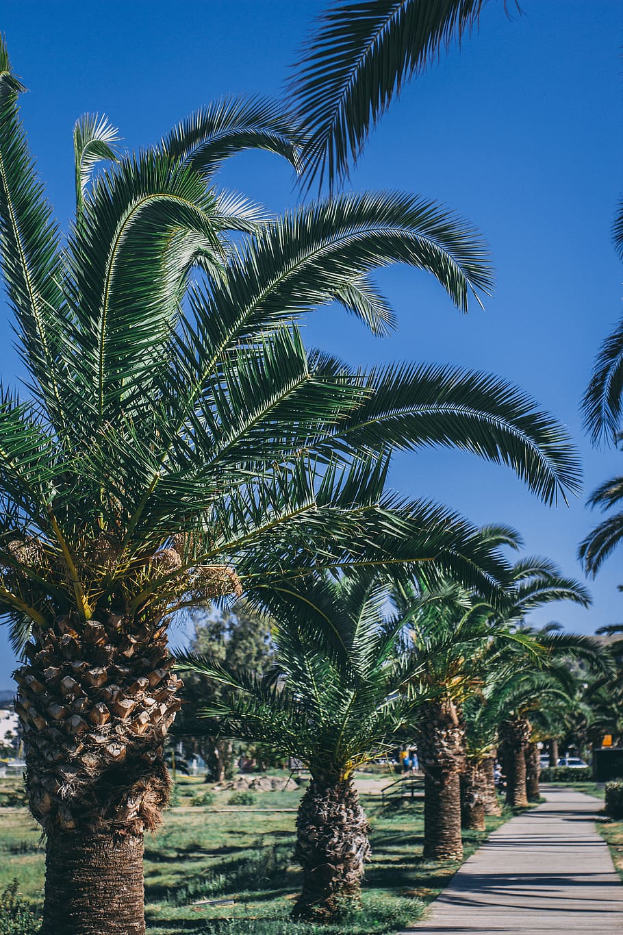palm tree, holiday, greece, hot, sun, sunny, green, blue, sky HD wallpaper