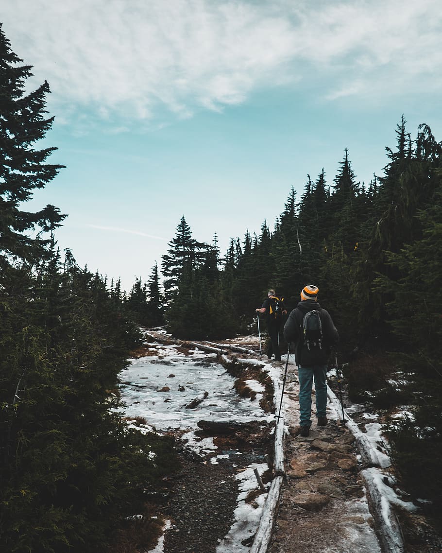 two person walking on pathway surrounded by trees, abies, fir HD wallpaper