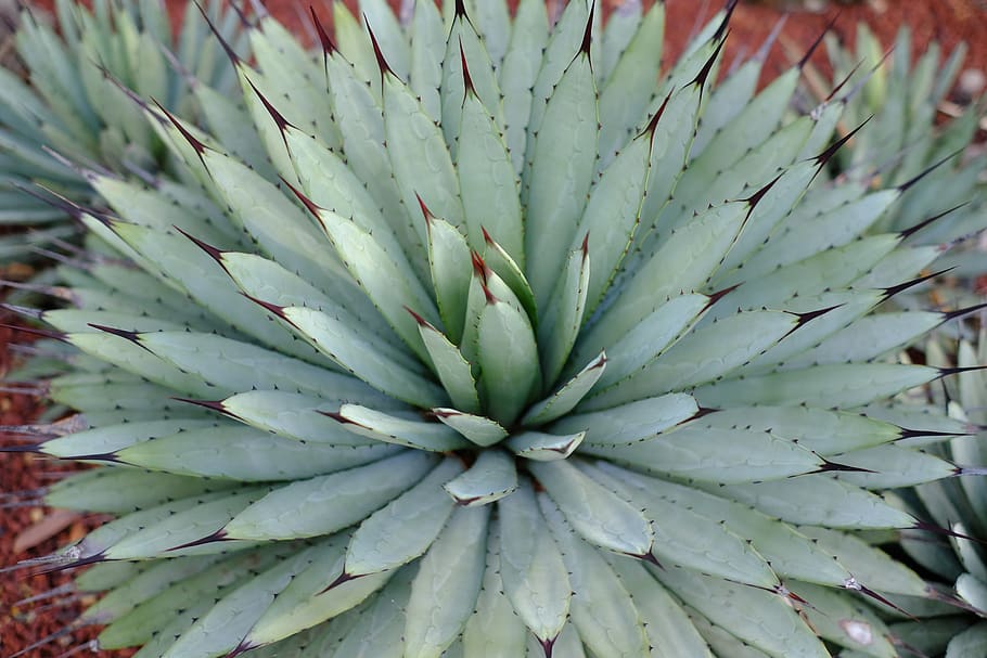 cactus, spur, plant, prickly, cactus greenhouse, growth, full frame HD wallpaper