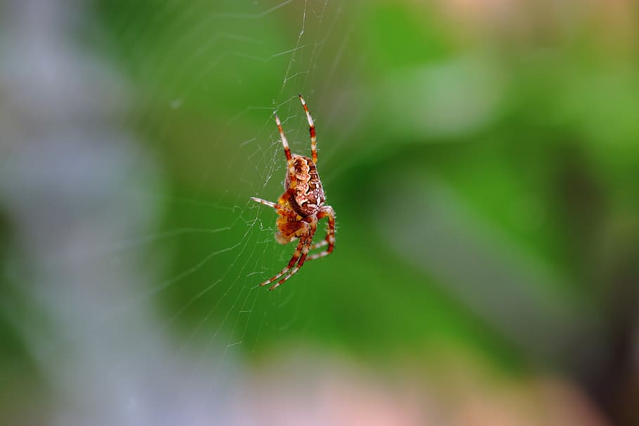 insect, web, spider, animal themes, animals in the wild, invertebrate HD wallpaper