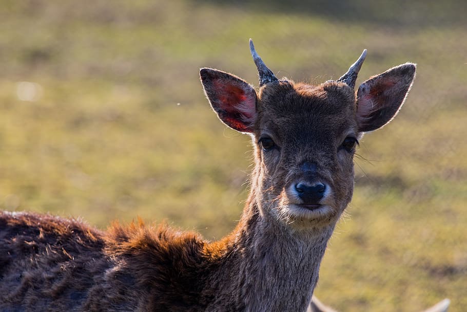 fallow deer, hirsch, pillar, forest, wild, antler, wild animal HD wallpaper