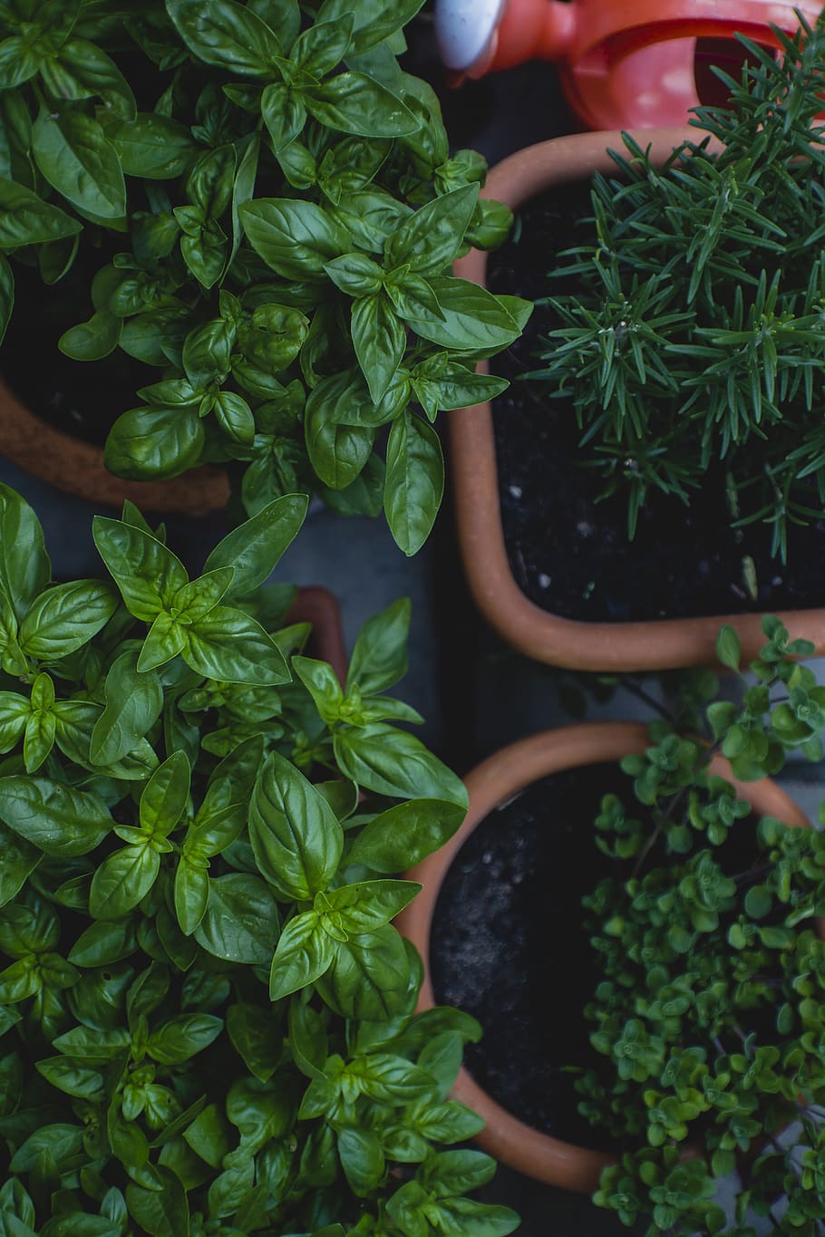 top view photo of green leafed plants in pots, herbs, parsley