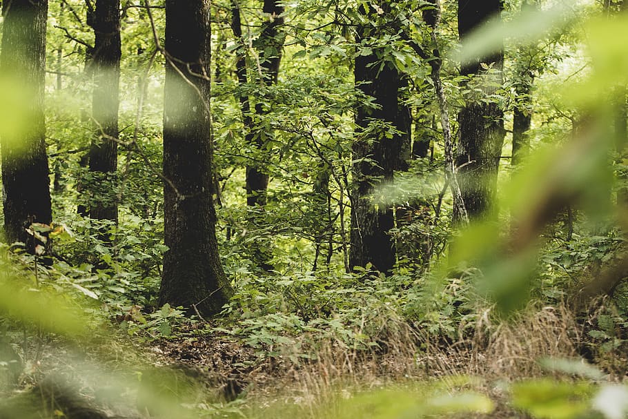 green leaf trees, plant, forest, land, growth, tree trunk, beauty in nature HD wallpaper