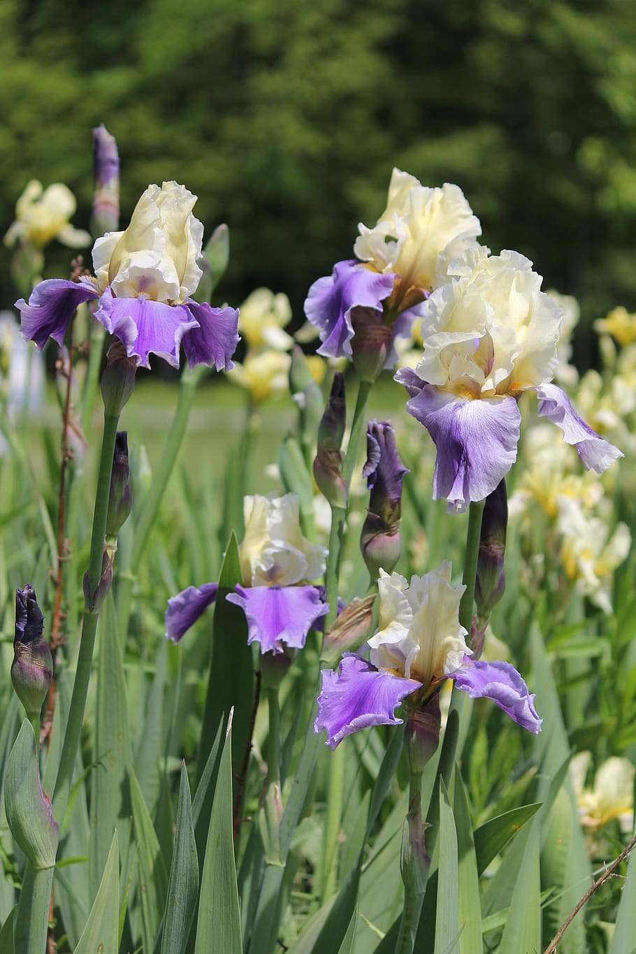 iris, flower, nature, flowering plant, beauty in nature, vulnerability HD wallpaper