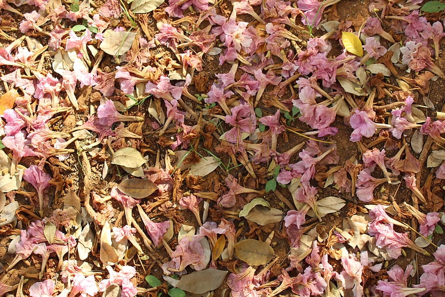 mexico, mérida, flowers, floor, summer, cute, plant part, leaf HD wallpaper