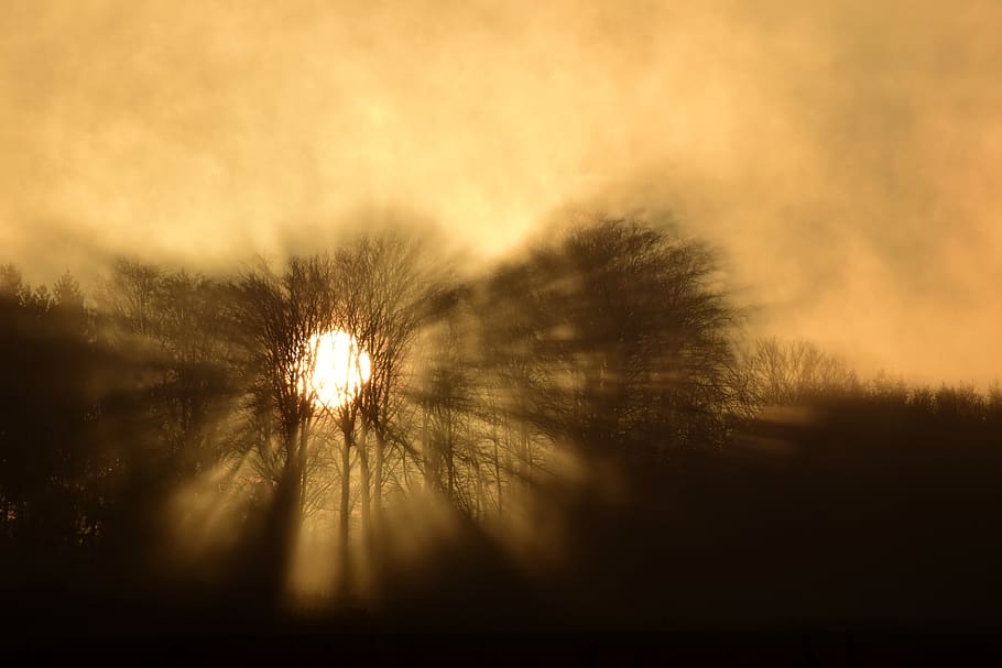 twilight, sunrise, backlighting, trees, edge of the woods, fog HD wallpaper