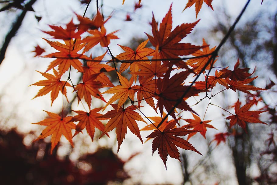 nanjing, autumn, plant, orange color, change, plant part, leaf HD wallpaper