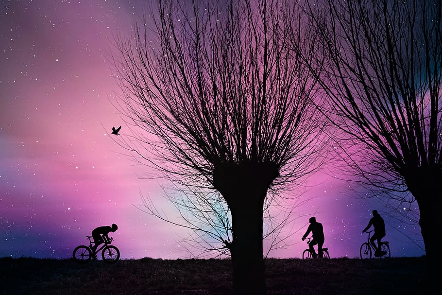 Public Domain. tree, road, cyclist, bicycle ride, dawn, silhouette, landsca...