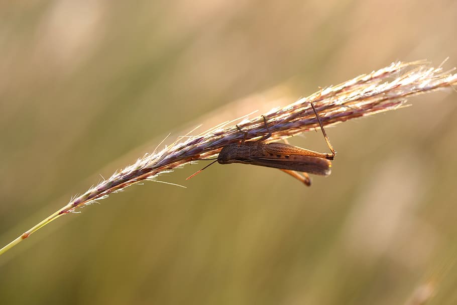 grasshopper, insecta, rest, close-up, animal themes, focus on foreground HD wallpaper