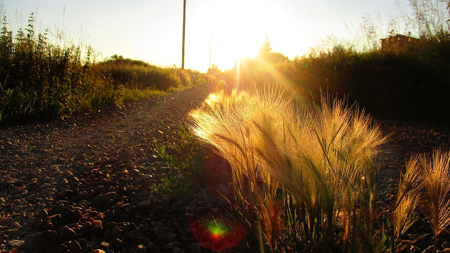 road, feather, evening, sunset, spikes, kolos, steppe, trail, HD wallpaper