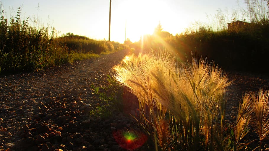 road, feather, evening, sunset, spikes, kolos, steppe, trail HD wallpaper