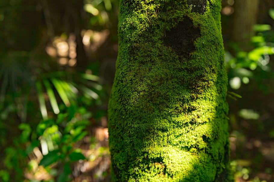 green tree molds, hiking, hike, outdoor, nature, trunk, moss HD wallpaper