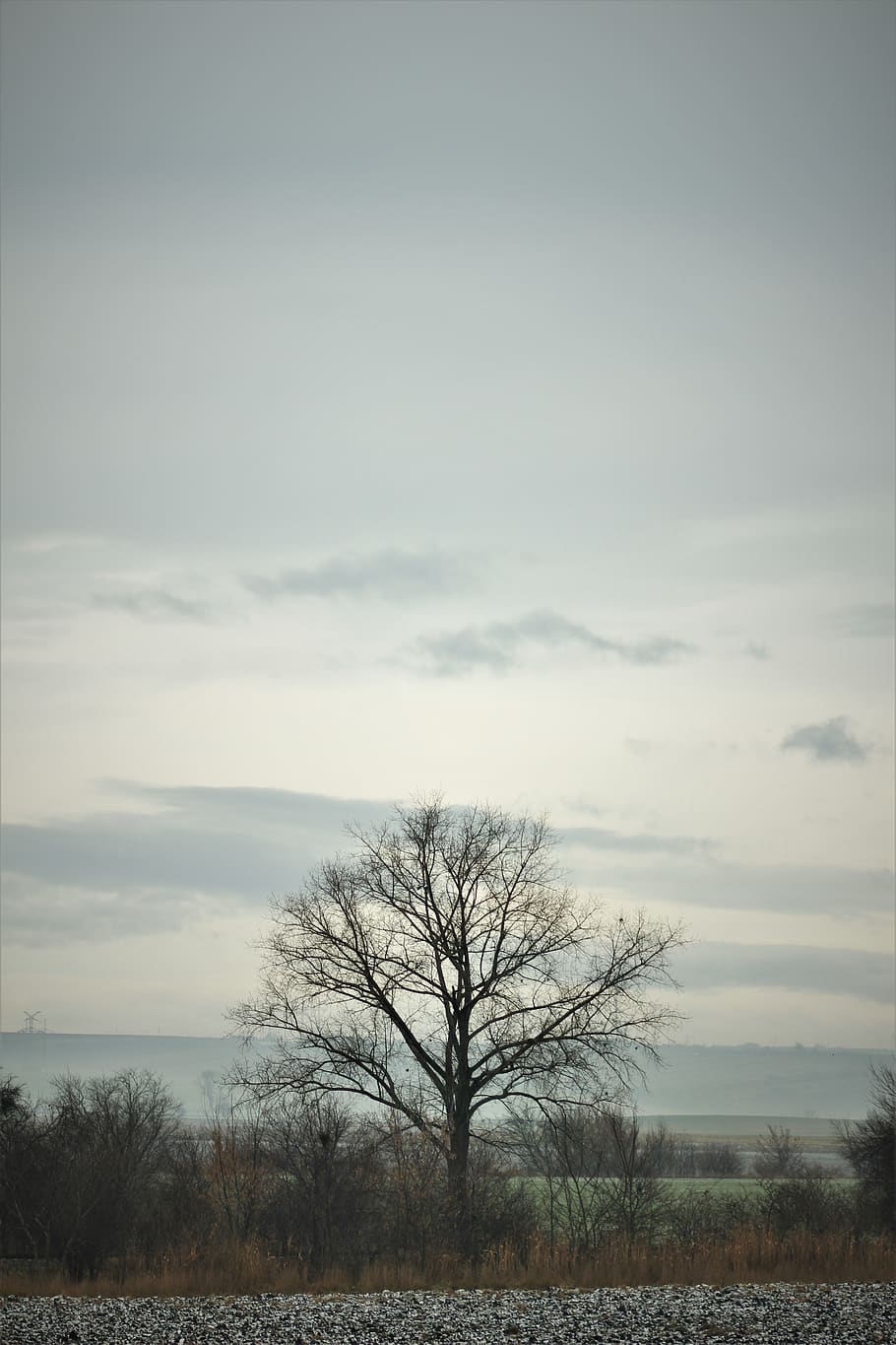 tree, wallpaper, bare tree, sky, cloud - sky, tranquil scene HD wallpaper