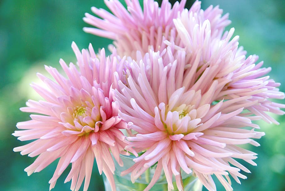 pink flowers, dahlia, plant, blossom, flora, united states, rhinebeck HD wallpaper