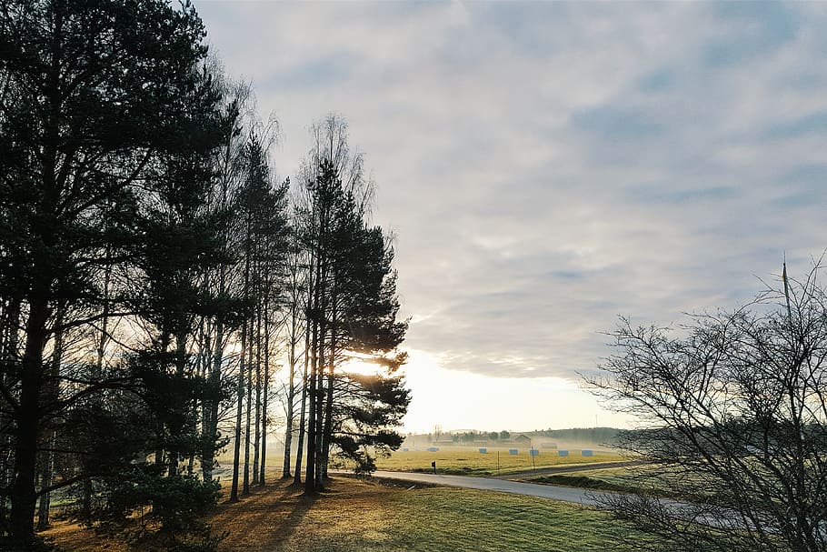 sweden, bollnäs, fällene, backlight, trees, meadow, woods HD wallpaper