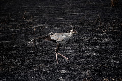 bird walking on grass, animal, crane bird, maasai mara, kenya HD wallpaper