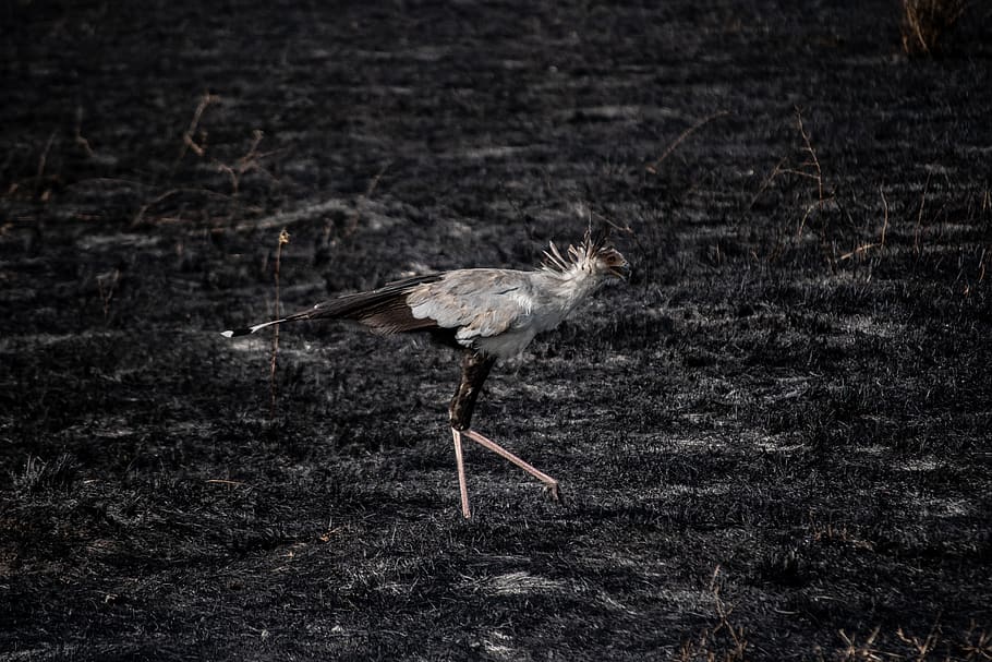 bird walking on grass, animal, crane bird, maasai mara, kenya HD wallpaper