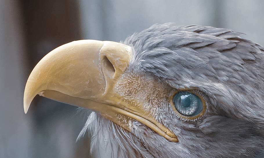 eagle, looking, bird, portrait, nature, predator, beak, raptor HD wallpaper