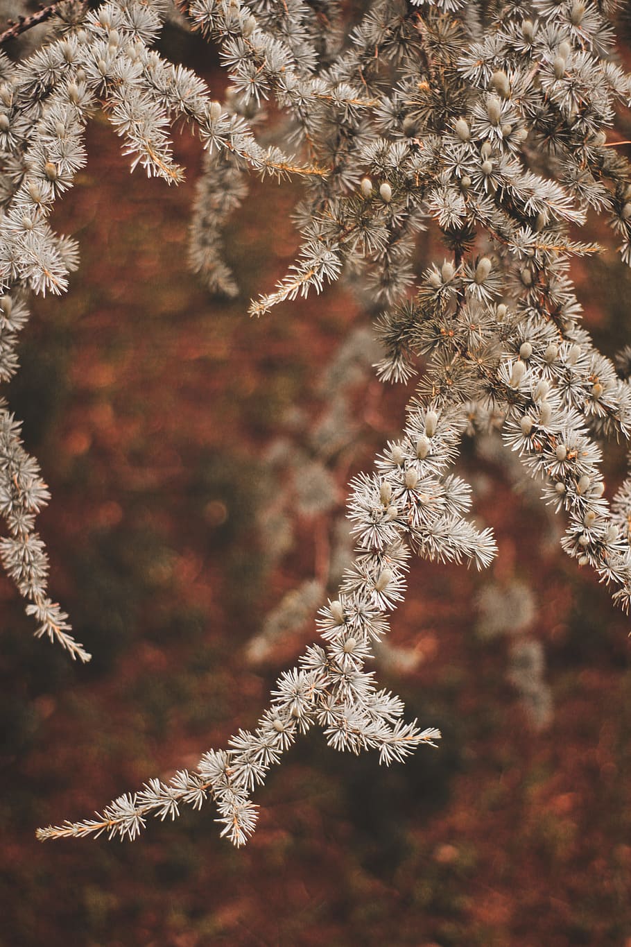 selective focus photograph of plant, tree, flower, pine, nature HD wallpaper