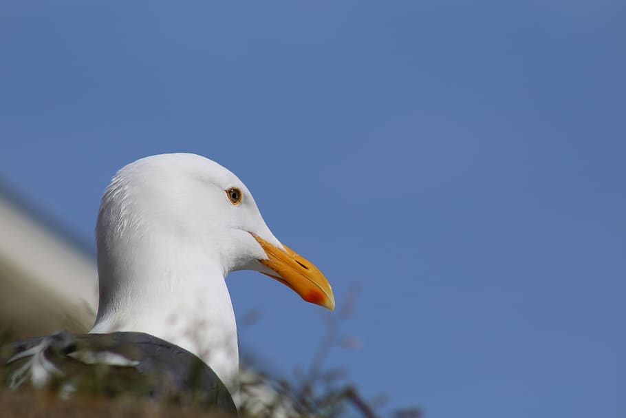 animal, animal themes, animals in the wild, bird, animal wildlife HD wallpaper