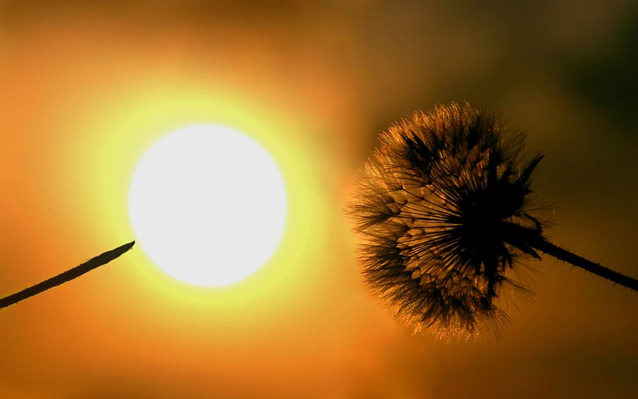 dandelion, sun, silhouette, shine, sky, red, beauty in nature HD wallpaper
