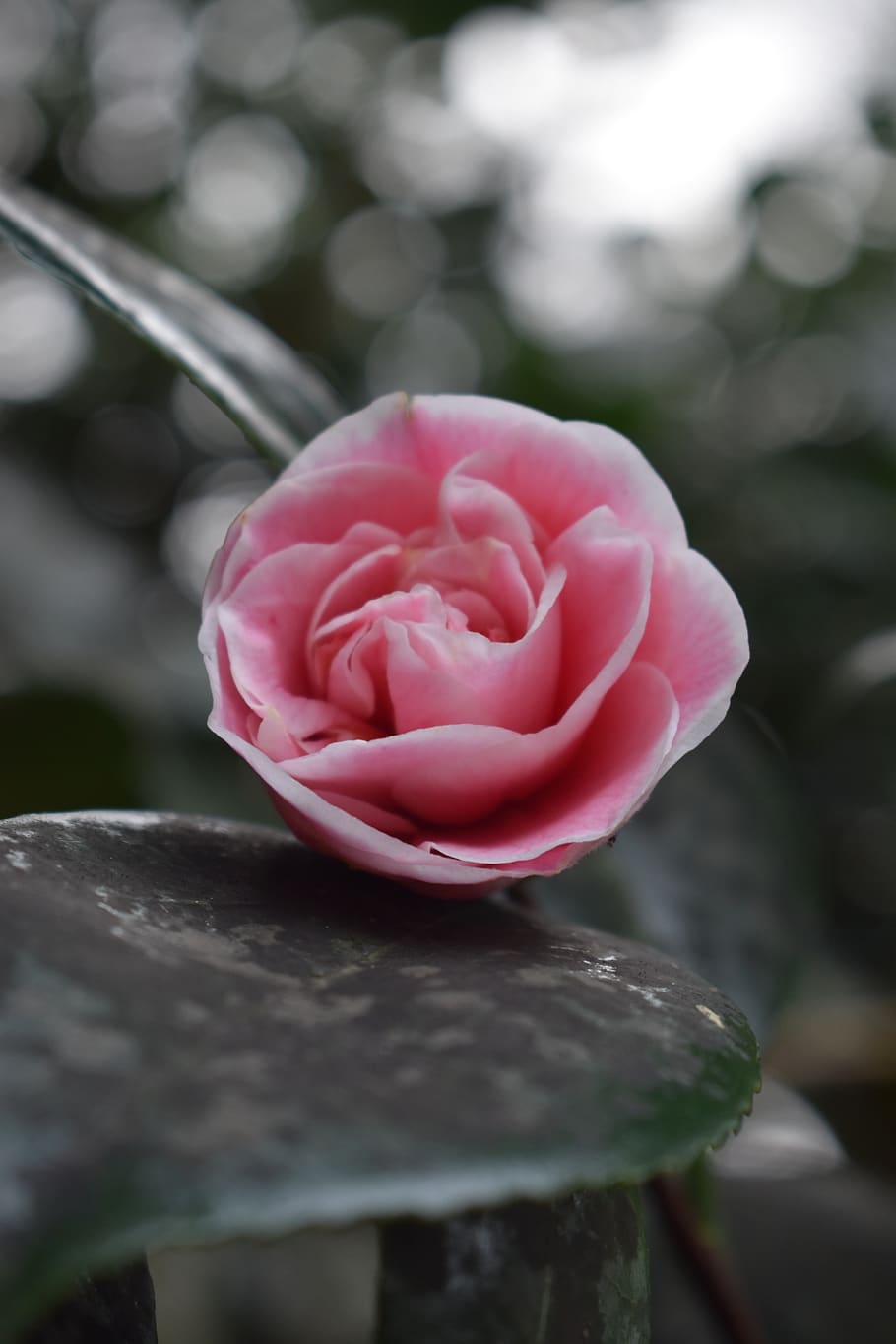 flower, bud, garden, bloom, nature, plant, flora, gardening HD wallpaper