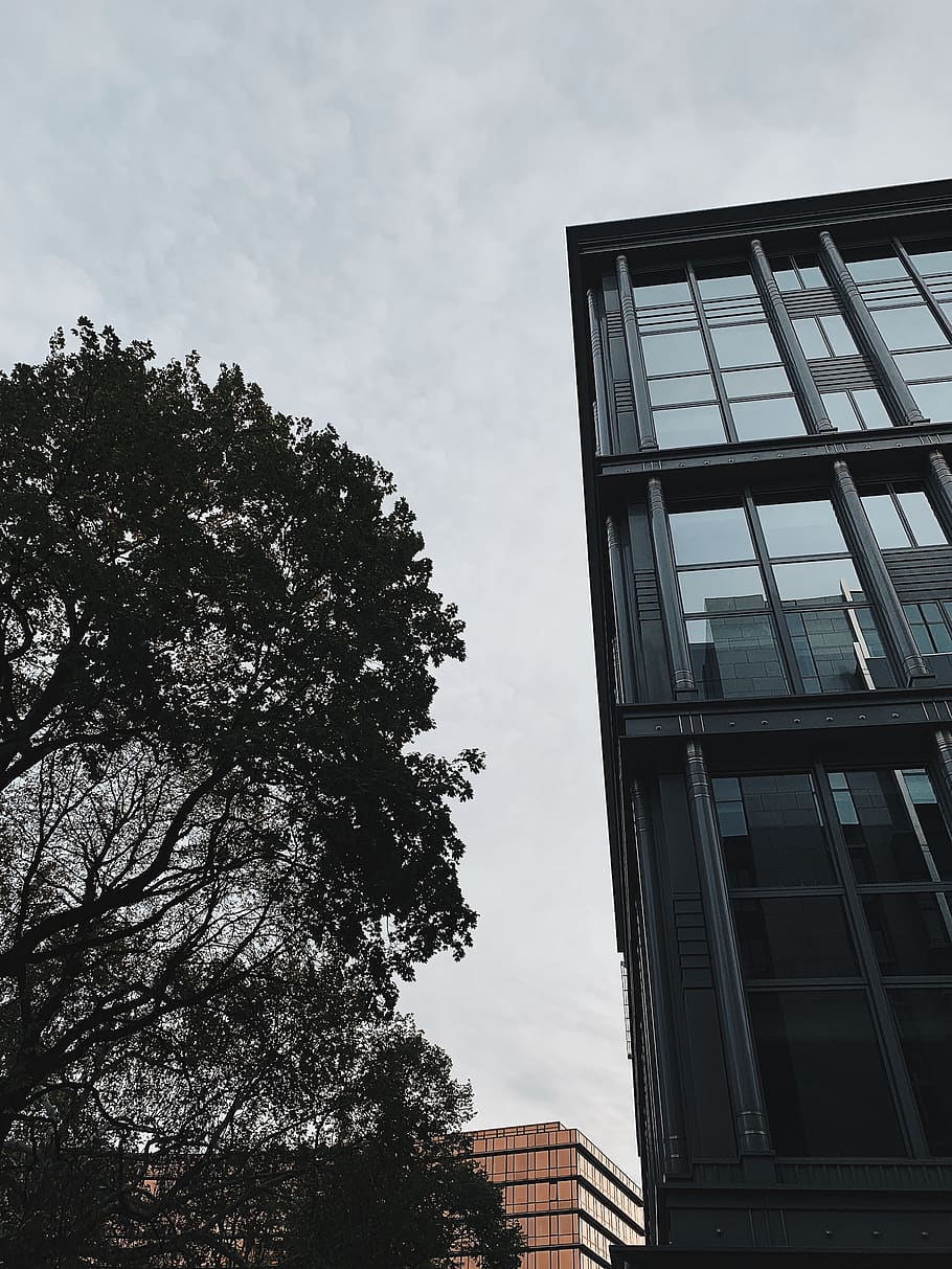 belgium, brussels, tree, built structure, architecture, building exterior HD wallpaper