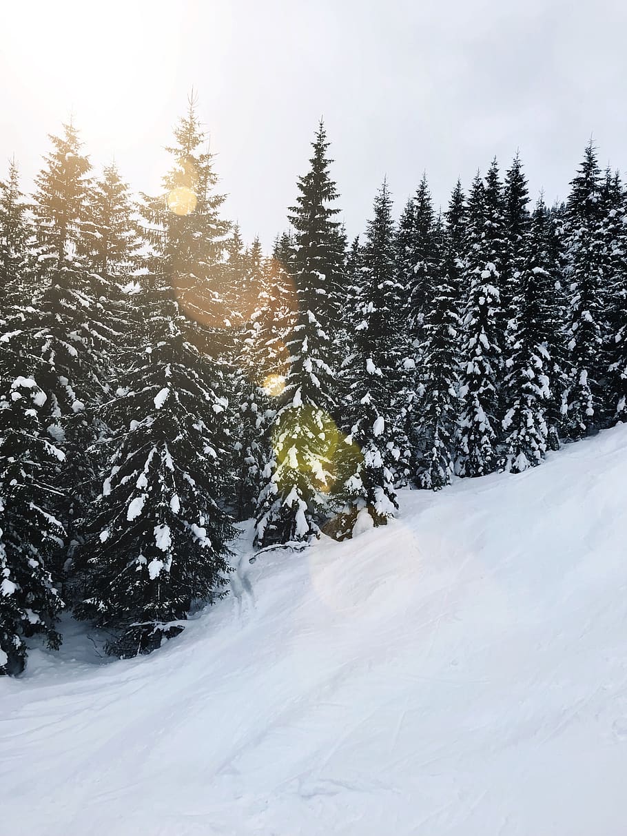 green pine trees covered with snow, plant, fir, abies, conifer HD wallpaper