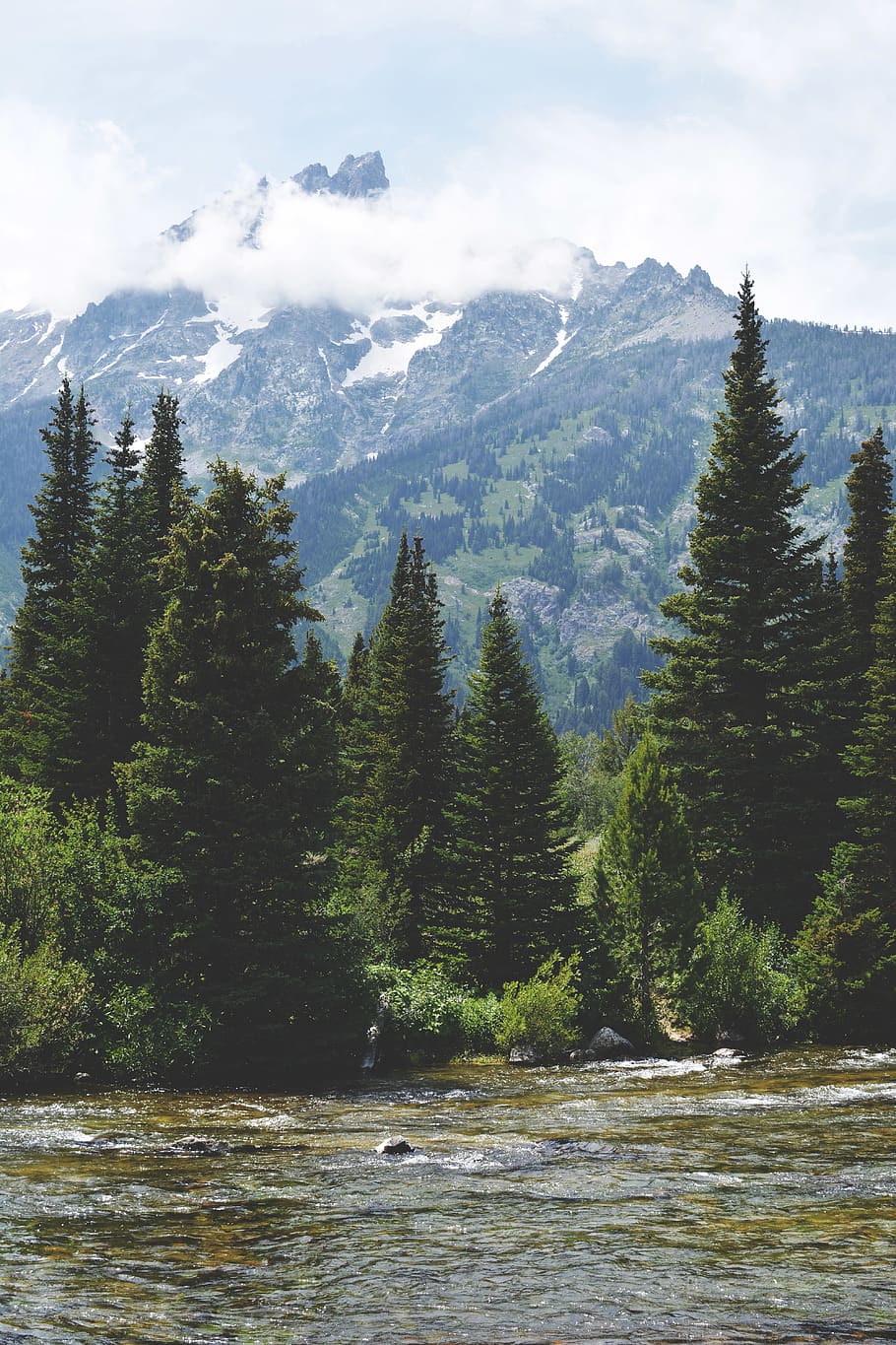 trees, river, forest, mountians, mountain, plant, beauty in nature HD wallpaper