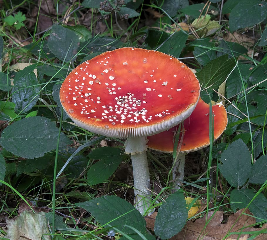 toadstool, fly agaric, mushroom, red, forest, nature, toxic HD wallpaper