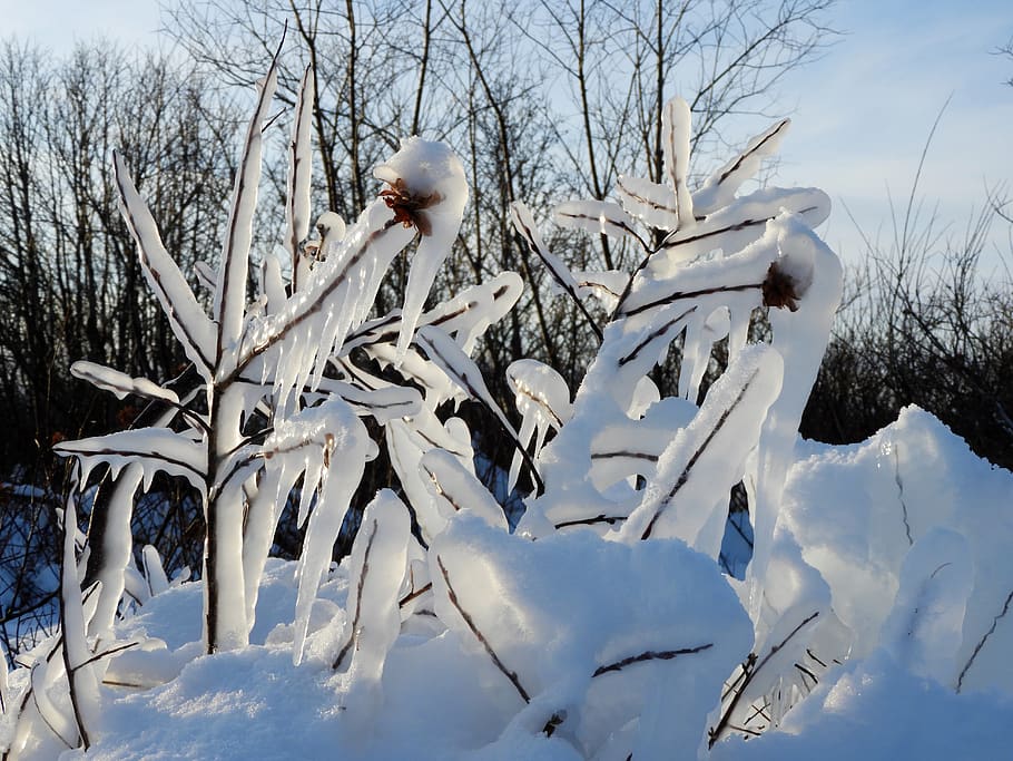 kamchatka, winter, snow, cold, ice, frost, trees, icing, branch HD wallpaper