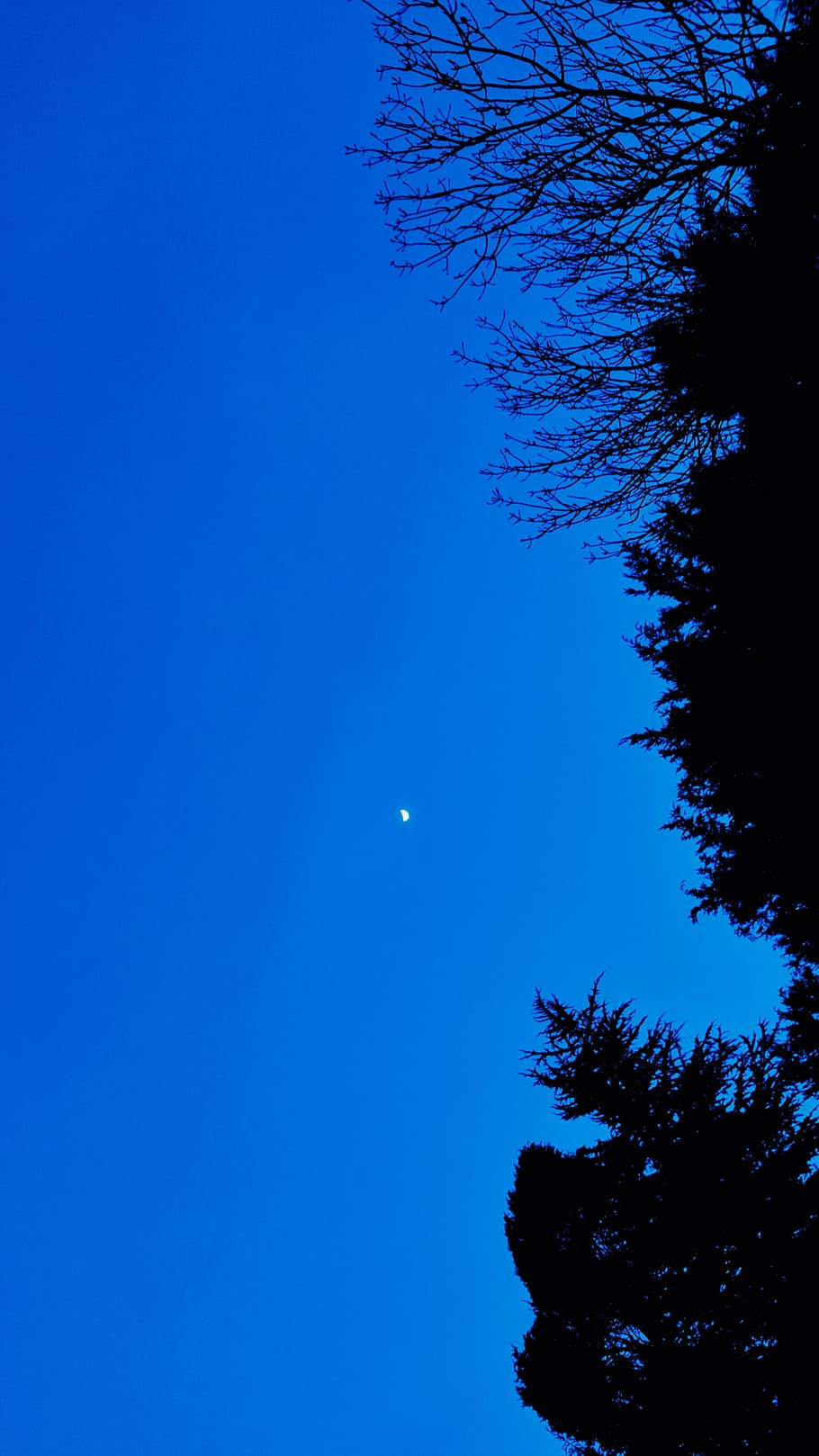 Trees and a blue night sky., moon, plant, low angle view, beauty in nature HD wallpaper