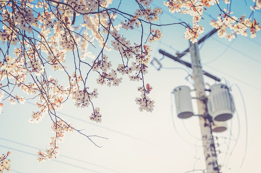 white, blossoms, trees, flowers, leaves, branches, power lines HD wallpaper