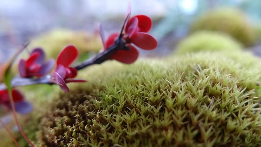 spike, moss, plant, closeup, background, unusual, fantasy, selective focus HD wallpaper