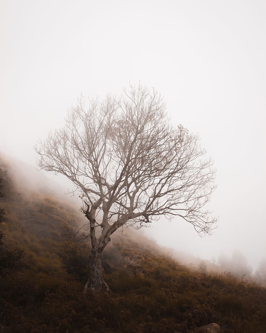 gray tree, mountain, hill, fog, haze, cloudy, dense, mist, canon HD wallpaper