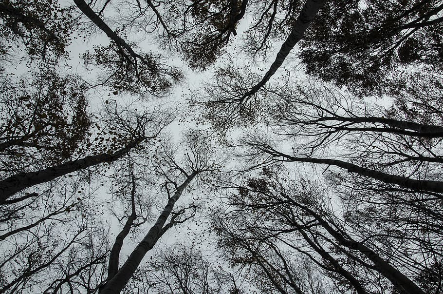 bottom view of bare trees, plant, branch, low angle view, tranquility HD wallpaper