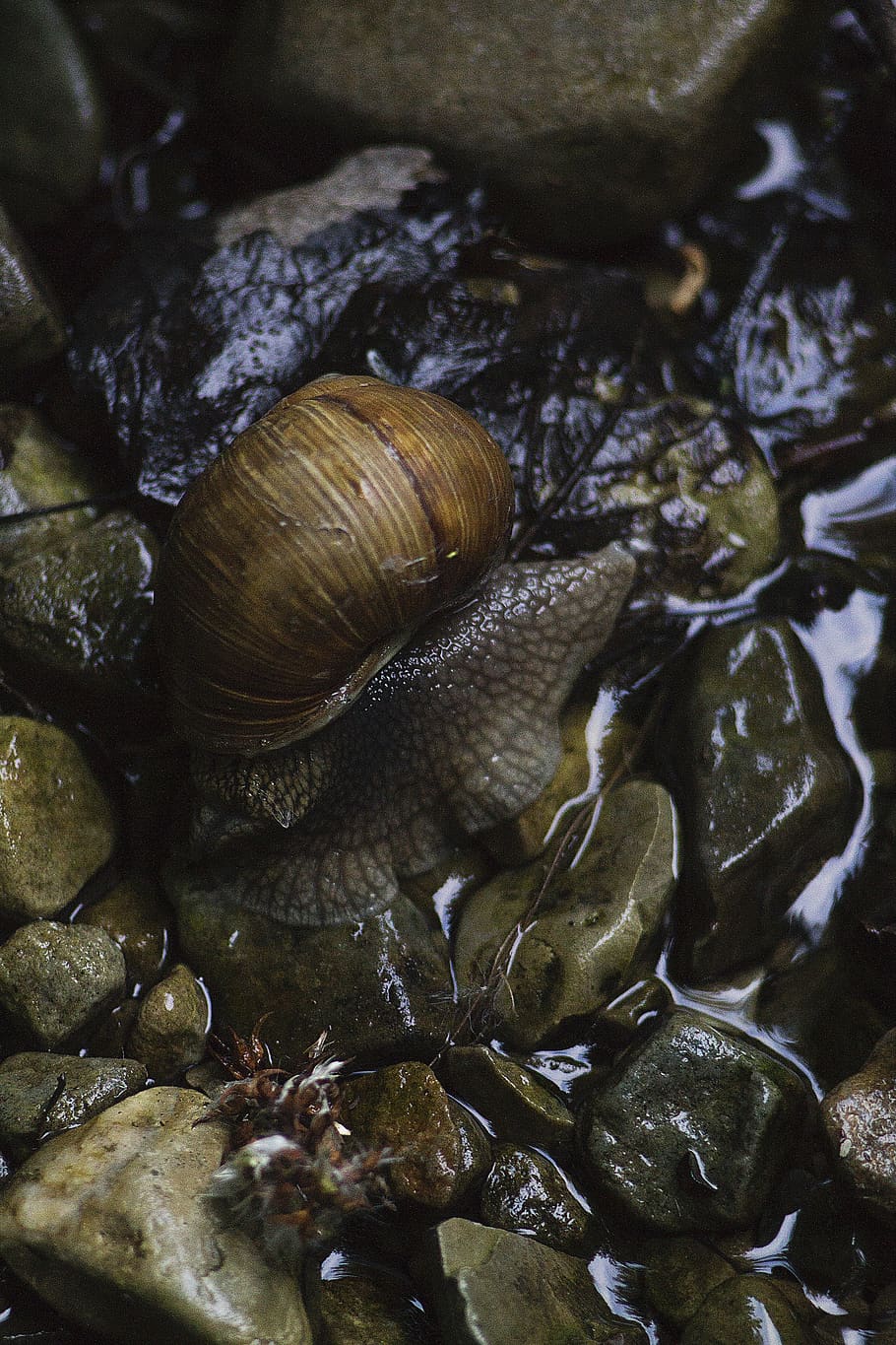 water, nature, snail, animal wildlife, animals in the wild HD wallpaper