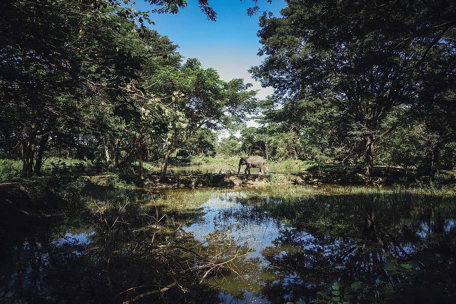 gray elephant near lake between trees at daytime, plant, water HD wallpaper