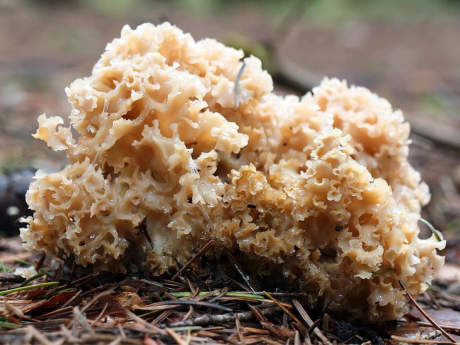 mushroom, food, close-up, food and drink, freshness, no people HD wallpaper