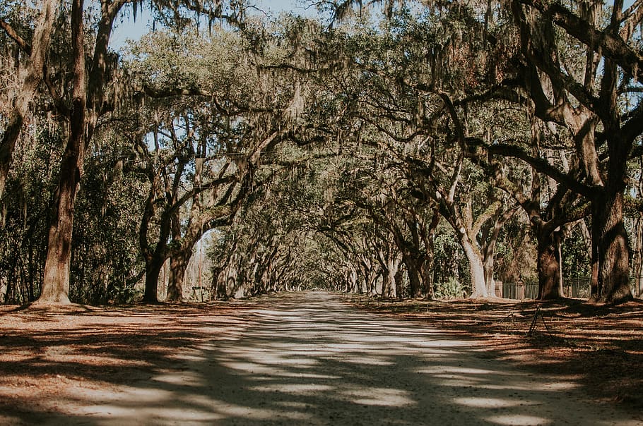 nature, landscape, trees, road, leaves, dried, summer, sun HD wallpaper