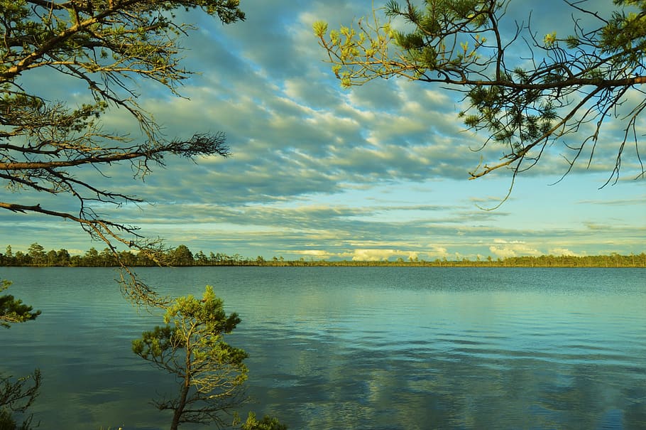sweden, tree, trees, summer, lake, cloud, cloudy, forest, water HD wallpaper