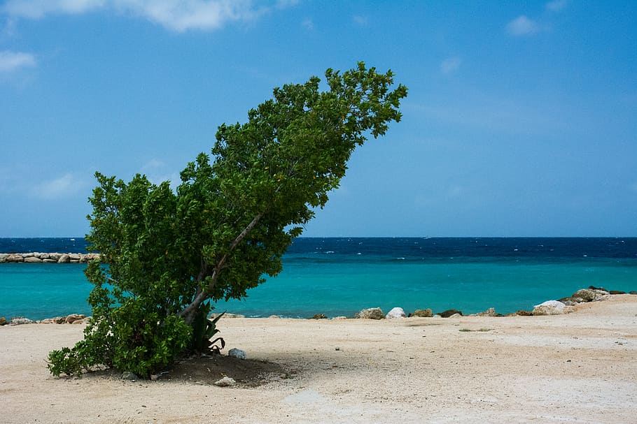 Green Leafed Tree Near Body of Water, beach, crooked, leaning HD wallpaper