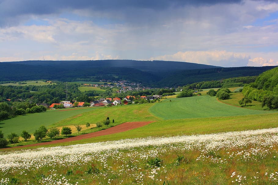 landscape, nature, mountains, meadows, fields of flowers, the high forest of the saarland HD wallpaper