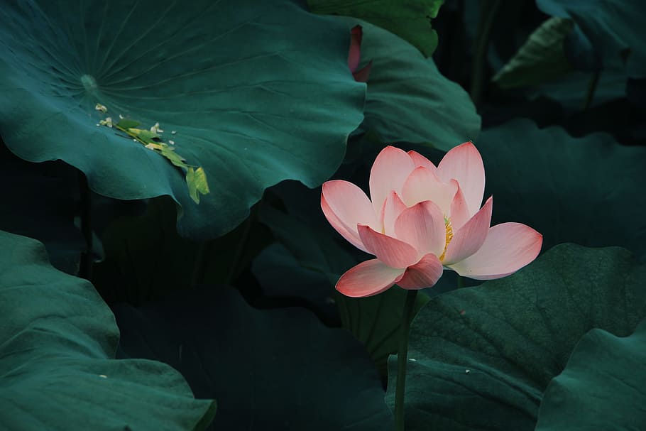 pink lotus flower, lilly pad, leafe, pond, blooming, water, pond flower HD wallpaper